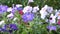 Beautiful Blooming Petunia Summer flowers