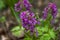 Beautiful blooming Physostegia virginiana