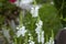 Beautiful blooming Physostegia virginiana white flowers