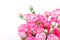 Beautiful blooming of pink carnation flowers on a white backgro