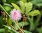 Beautiful blooming pink flower of sensitive plant or Mimosa pudica L., Thailand