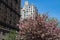 Beautiful Blooming Pink Flowering Tree along Park Avenue on the Upper East Side of New York City with Skyscrapers during Spring