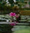 Beautiful blooming pink flowers of lilies, water lily, or nymphaeum in the water on a blurred background among the leaves