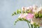 Beautiful blooming pink freesias against background