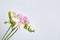 Beautiful blooming pink freesias on background. Space for text