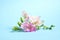 Beautiful blooming pink freesias on blue background