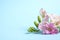 Beautiful blooming pink freesias on light blue background. Space for text