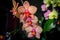 Beautiful blooming pink fresh orchid, growing in spring