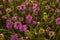 Beautiful blooming pink Helichrysum flowers in field with sunset light