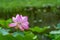 Beautiful blooming pink lotus flower