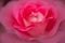Beautiful blooming pink rose flower