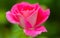 Beautiful blooming pink rose flower