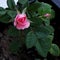 A beautiful blooming pink rose in my garden.