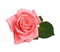 Beautiful blooming pink rose on white background