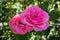 Beautiful blooming pink roses in the garden. Bright daylight. Closeup of roses.