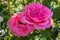 Beautiful blooming pink roses in the garden. Bright daylight. Closeup of roses.
