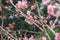 Beautiful blooming pink sakura flowers & x28;Yaezakura& x29; are in front