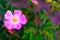 Beautiful blooming pink wild rose bush dog rose, Rosa canina. Digital signal glitch effect rgb shift, slices. Screen error