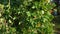 Beautiful blooming plants of kidney bean with Red flowers in homemade garden in HD VIDEO.