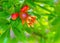 Beautiful blooming pomegranate bush or tree spring floral background. Growing pomegranate fruit in garden