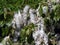 Beautiful blooming poplar fluff