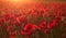 Beautiful blooming poppies in the summer sunset light