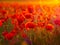 Beautiful blooming poppies in the summer sunset light