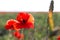 Beautiful blooming poppy flower in field on spring day, closeup. Space for text