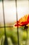 Beautiful blooming poppy on a trellis background. The concept of self-isolation, quarantine