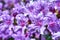 Beautiful, blooming purple azalea spring flowers in a garden