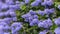 Beautiful blooming purple Californian lilac flowers, Ceanothus thyrsiflorus repens in spring garden