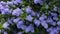 Beautiful blooming purple Californian lilac flowers, Ceanothus thyrsiflorus repens in spring garden