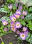 Beautiful blooming purple colchicum autumnale on natural background.