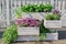 Beautiful blooming purple Erica darleyensis or heather, lavender and othe green plants  in white wooden boxes. Garden decoration.