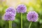 Beautiful blooming purple giant allium onion flowers in summer