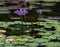 Beautiful blooming purple lily flowers Nymphaea nouchali, Nymphaea stellata, or by common names blue lotus, star lotus in the wate
