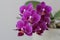 Beautiful blooming purple Orchid flowers in early spring