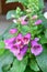 Beautiful  Blooming  Purple Pink Digitalis flower