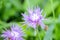 Beautiful blooming purple violet flower thin petals and stamen on blurred green