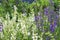 Beautiful blooming purple and white sage Salvia officinalis. Herbal flower field in outdoor garden. Medicinal plant