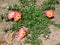 Beautiful blooming purslane garden plants with rose petals