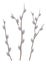 Beautiful blooming pussy-willow branches on transparent background