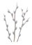 Beautiful blooming pussy-willow branches on transparent background