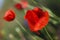 Beautiful blooming red poppies, floral background