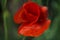 Beautiful blooming red poppies, floral background