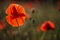 Beautiful blooming red poppies, floral background
