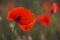 Beautiful blooming red poppies, floral background