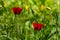 Beautiful blooming Red poppies. Spring-summer garden, fairy tale nature