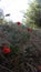 Beautiful blooming red poppy flowers  in a field