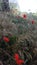 Beautiful blooming red poppy flowers  in a field